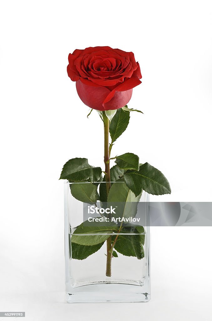 Rose - Zbiór zdjęć royalty-free (Czerwony)
