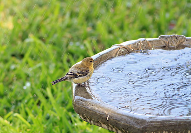 istock Bird in Rain Shower 452991747