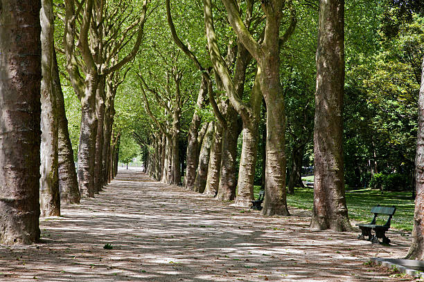 istock Brussels - alley in park for the basilique 452991791