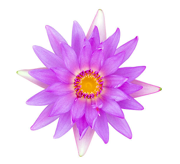 istock Violet and pink water lily isolated 452992585