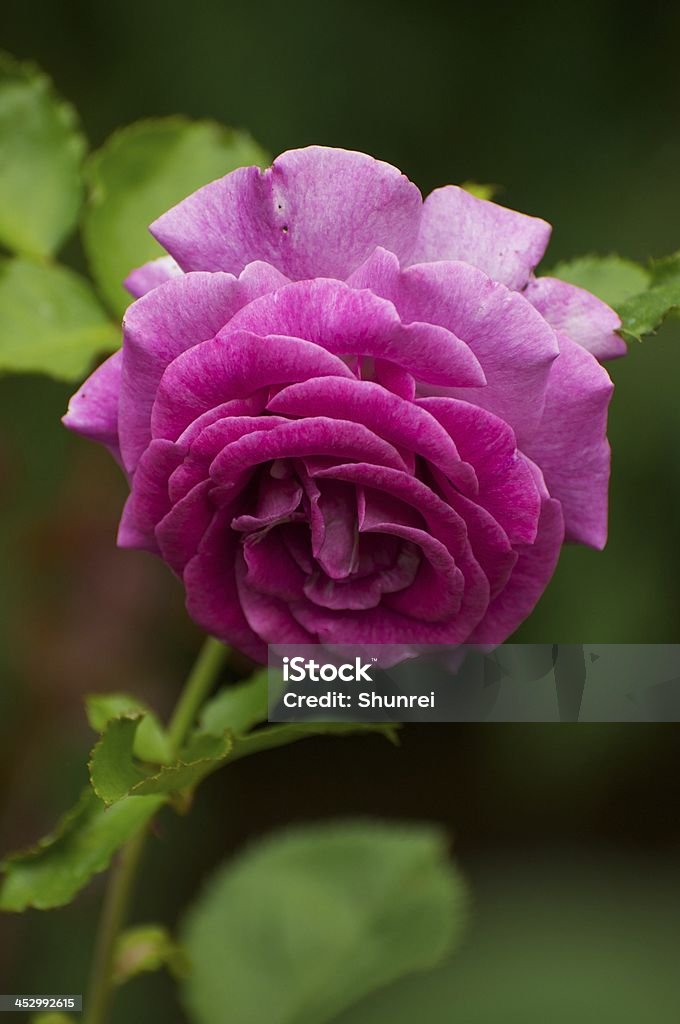 Rosa Rosa - Foto stock royalty-free di Amore