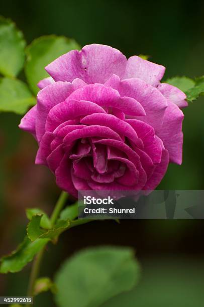 Różowa Róża - zdjęcia stockowe i więcej obrazów Bez ludzi - Bez ludzi, Fotografika, Fuksja