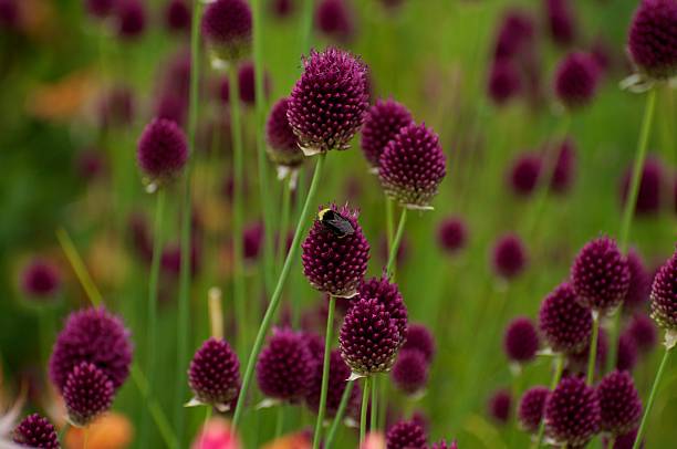 violet thistle - seattle close up petal purple - fotografias e filmes do acervo