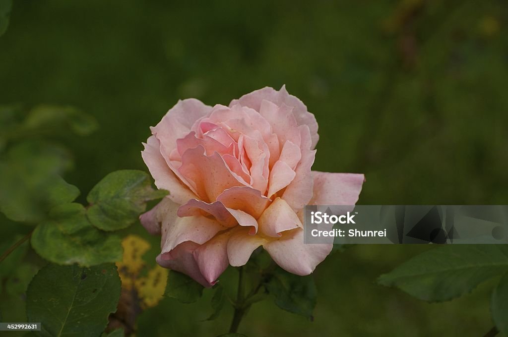 Pink Rose - Foto de stock de Amor - Sentimiento libre de derechos