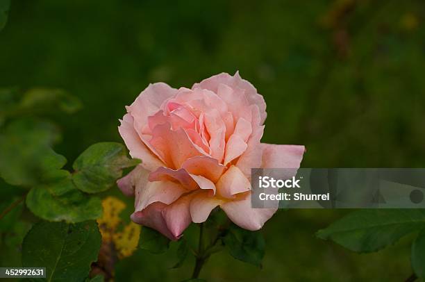 Pink Rose Foto de stock y más banco de imágenes de Amor - Sentimiento - Amor - Sentimiento, Fotografía - Imágenes, Horizontal