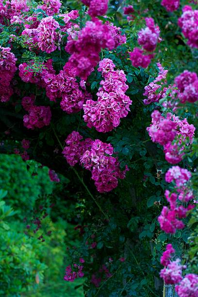 istock Archway of Roses 452992707