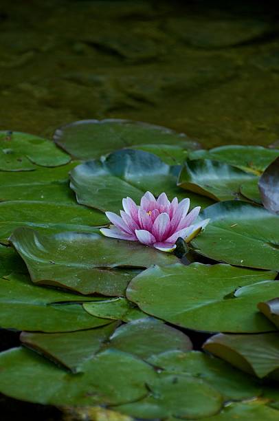 istock Lotus and Lily Pad 452992709