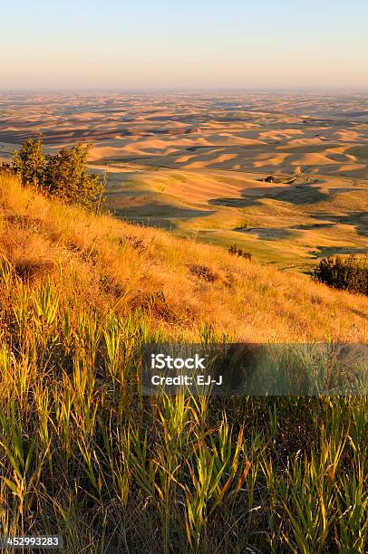 Foto de Vista De Fazendas De Steptoe Butte e mais fotos de stock de Agricultura - Agricultura, Amarelo, Beleza natural - Natureza