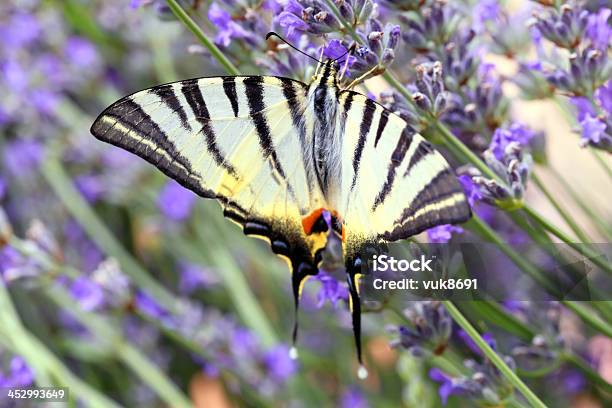 Schmetterling Yellow Machaon Stockfoto und mehr Bilder von Agrarbetrieb - Agrarbetrieb, Anmut, Ausbreiten