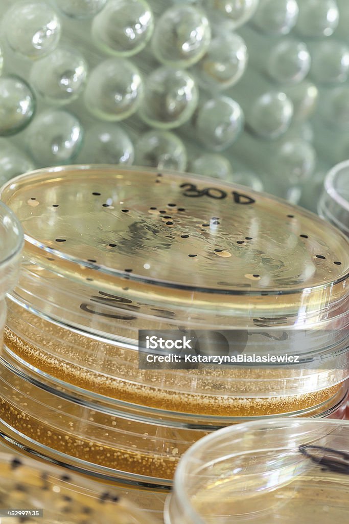 La placa de Agar entre tubos de ensayo - Foto de stock de Agar-agar libre de derechos