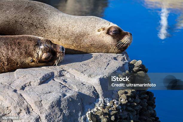 Vedantes - Fotografias de stock e mais imagens de Vida no Mar - Vida no Mar, Dormir, Mamífero