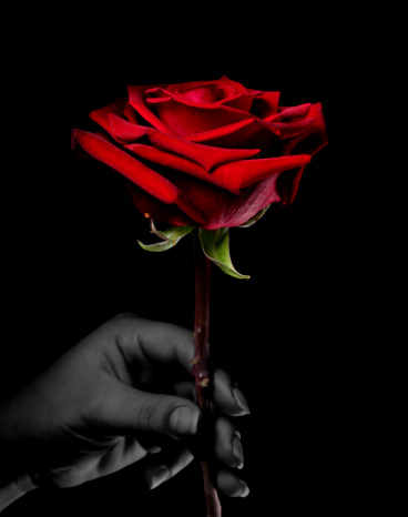 woman hand and red rose