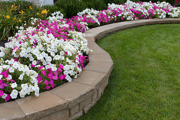 Pink and White Petunias Peink and White petunias on the flower bed along with the grass retain stock pictures, royalty-free photos & images