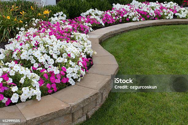 Pink And White Petunias Stock Photo - Download Image Now - Landscaped, Yard - Grounds, Retaining Wall