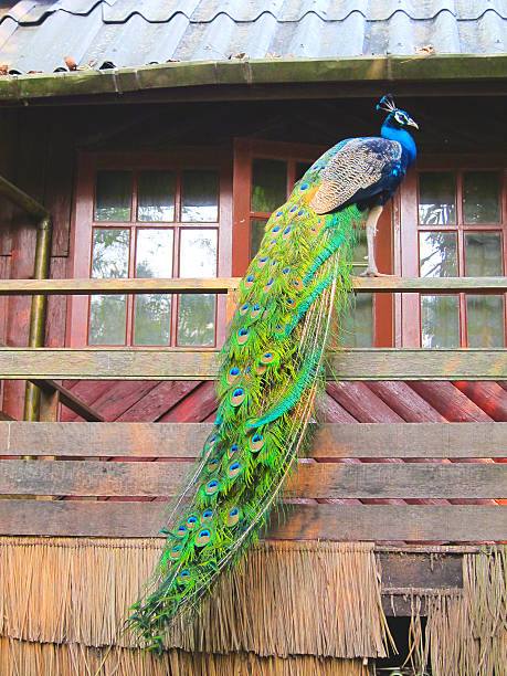 Peacock Stand on the Balcony