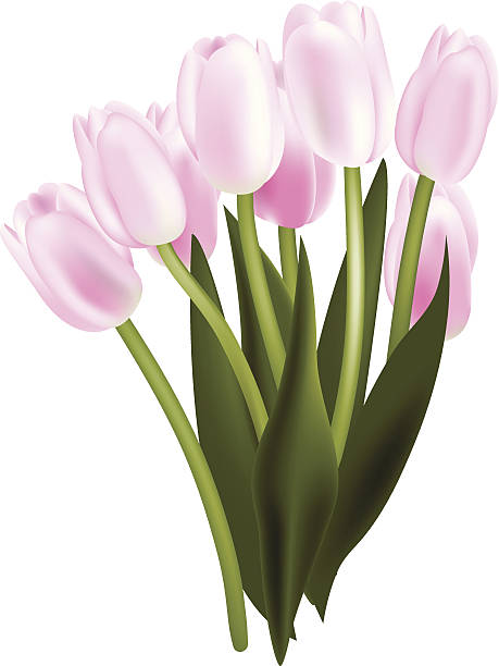 Buquê de tulipas - ilustração de arte em vetor