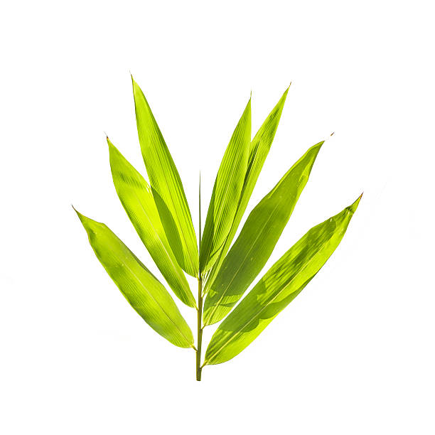 istock Bamboo leaves isolated on white background 453003525