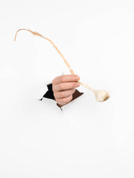 istock male hand holding garlic 453004303