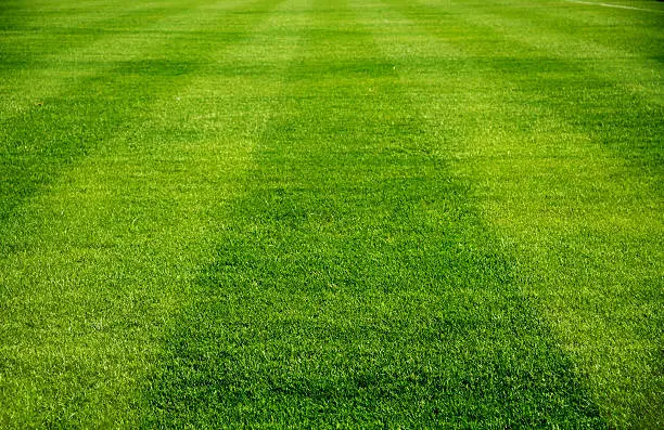 beautiful tab of fresh green grass for football sport, football field, soccer field