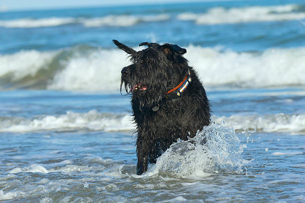 grande nero schnauzer dog in piedi nell'oceano. - giant schnauzer foto e immagini stock