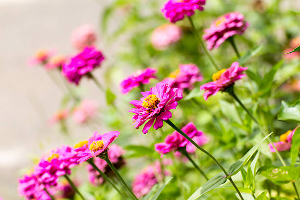 Pink zinnia  flowers to create beautiful for natural.