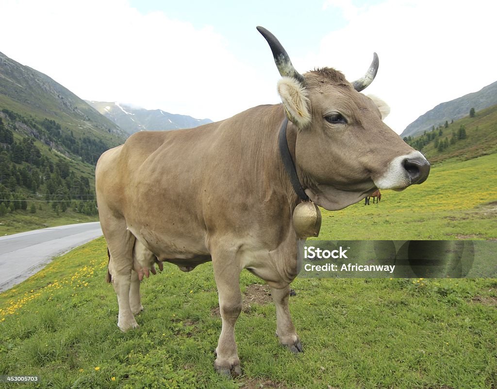Cow standing in a field. Cow standing in a field. During summer season cattles are grazing on the alpine meadows of the Austrian Alps. During winter season these fields are used as ski slopes, Location: Kühtai, Tyrol, Austria. Abdomen Stock Photo