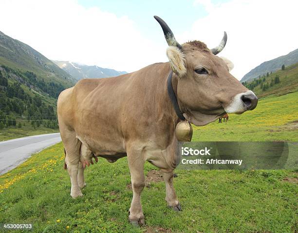 Cow Standing In A Field Stock Photo - Download Image Now - Abdomen, Agricultural Field, Agriculture