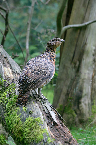Capercaillie, Tetrao urogallus Capercaillie, Tetrao urogallus, single female on log, Germany capercaillie grouse grouse wildlife scotland stock pictures, royalty-free photos & images
