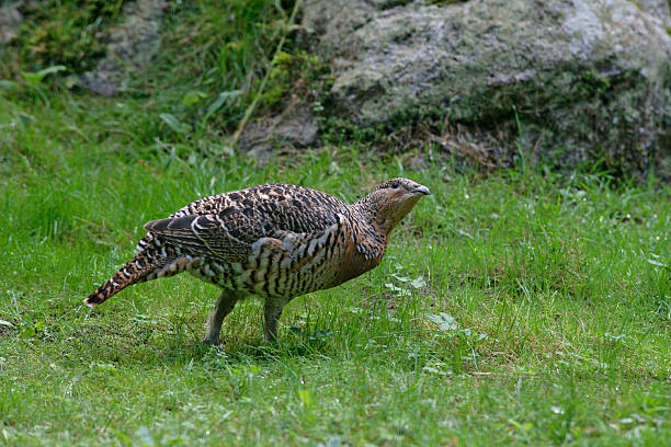 Capercaillie, Tetrao urogallus Capercaillie, Tetrao urogallus, single female on grass, Germany capercaillie grouse grouse wildlife scotland stock pictures, royalty-free photos & images