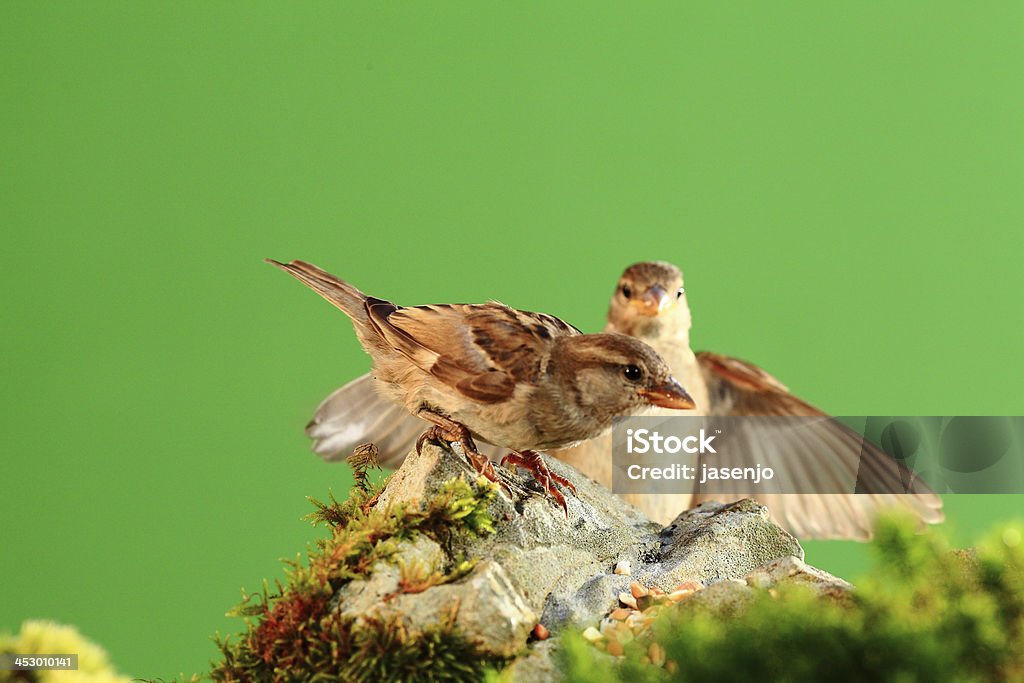 gorriones - Photo de Faune libre de droits