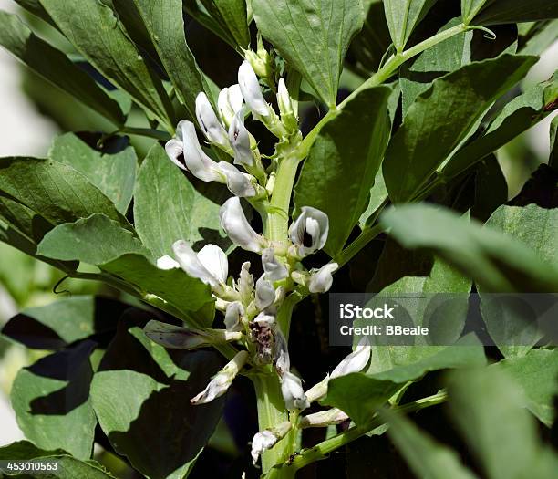 Organic Broad Bean Flowers Stock Photo - Download Image Now - Bean, Beauty In Nature, Broad Bean