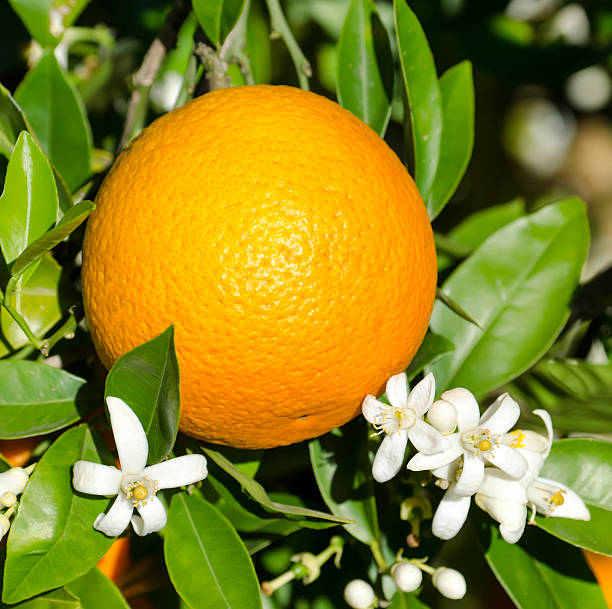 istock Organic orange and blossom 453010567