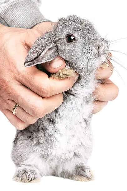 Lop Rabbit on the hand