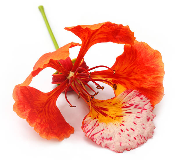 istock Delonix regia or Krishnachura 453020485