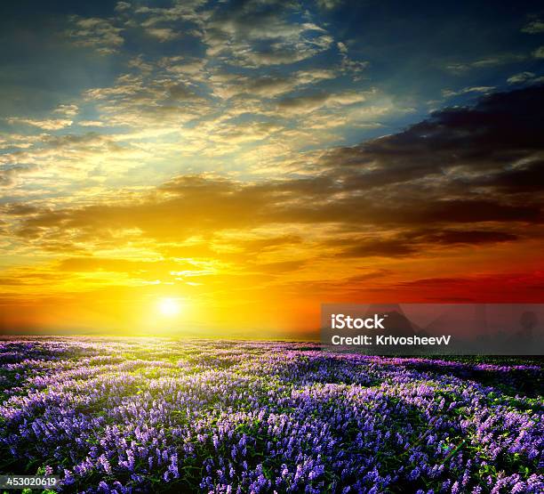 Zachód Słońca Nad Polem Lato Lawenda - zdjęcia stockowe i więcej obrazów Aromaterapia - Aromaterapia, Bez ludzi, Chmura