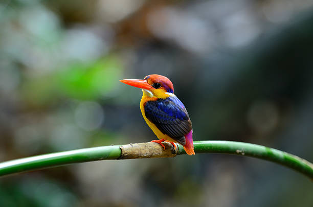 istock male Black-backed Kingfisher (Ceyx erithacus) 453020655