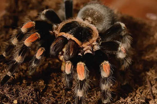 Photo of Mexican red knee tarantula