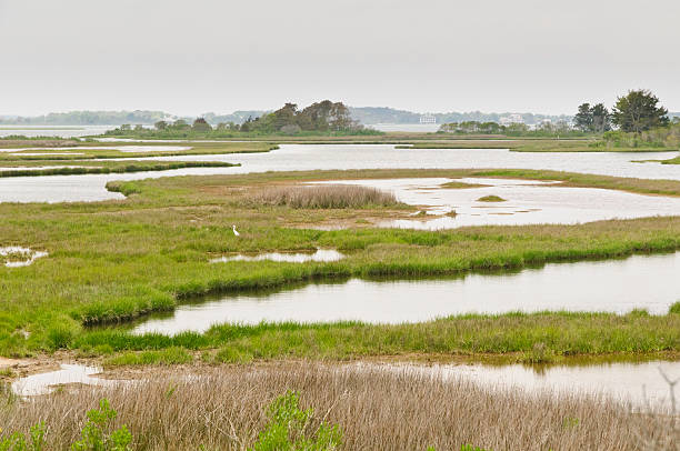 istock Marshland and saltwater in delicate environmental balance 453024101
