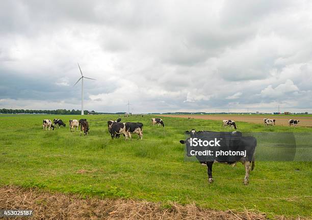 Krowy Paść Się W Łąka - zdjęcia stockowe i więcej obrazów Bez ludzi - Bez ludzi, Bydło, Bydło holsztyno-fryzyjskie
