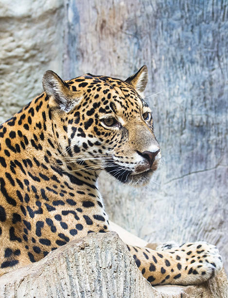 istock close up of a large Jaguar cat 453026277