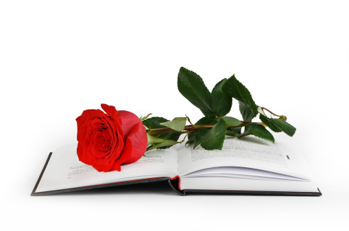 Red rose and a book on a light background