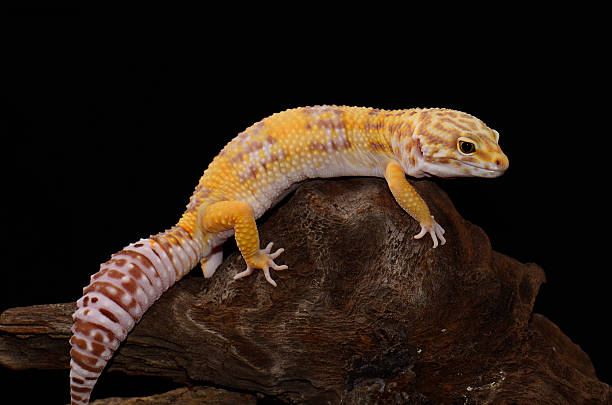 istock female Tremper albino leopard gecko (Eublepharis macularius) 453030417
