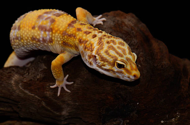 istock female Tremper albino leopard gecko (Eublepharis macularius) 453030441