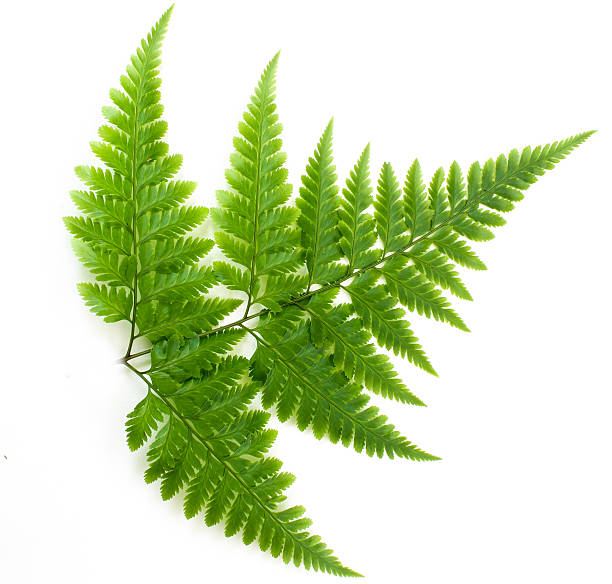 istock Young Green Fern Leave isolate on white background 453030479