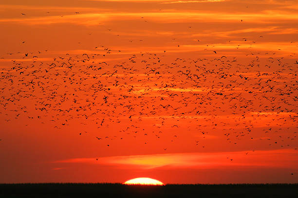 istock Beautiful sunset with orange sky full of birds 453031447