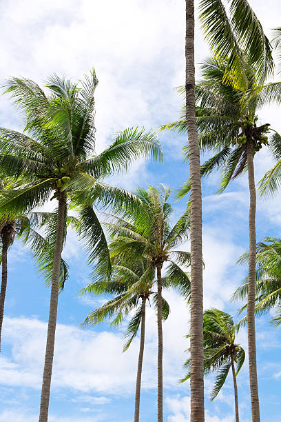 istock Group of coconut palm trees 453033461