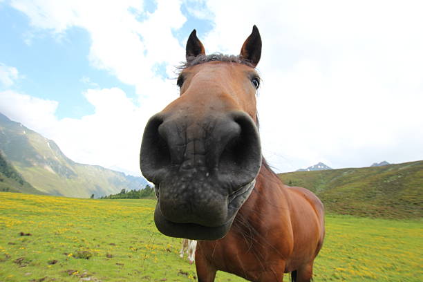 Close-up of an Arab brown horse in the desert