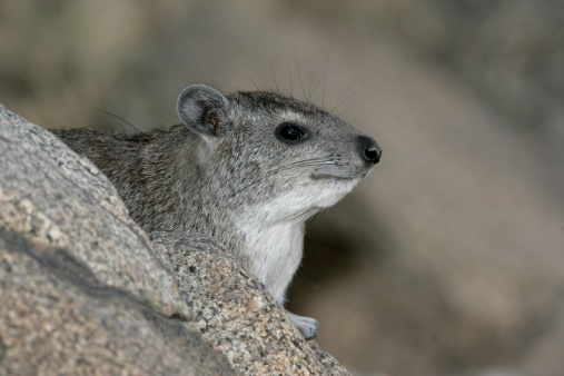 Bush hyrax or Yellow-spotted rock dassie,  Heterohyrax brucei, single mammal on rock, Tanzania