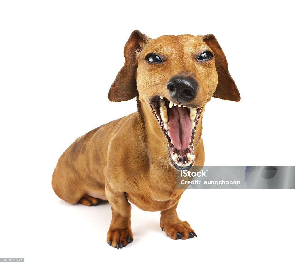 Dachshund dog yelling Animal Stock Photo