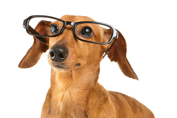 istock Dachshund dog wear black glasses 453035397